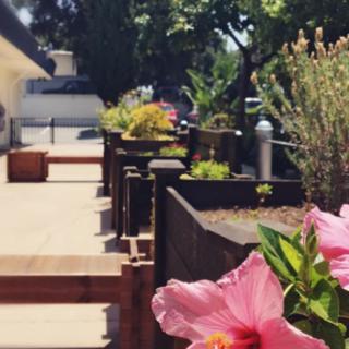 A sunny garden path with blooming flowers and lush greenery.