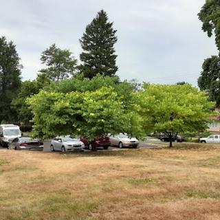 A view of a parking lot surrounded by trees and dry grass under a cloudy sky.