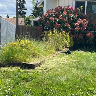 A vibrant but overgrown garden showcasing a mix of wildflowers and lush greenery.