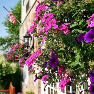 A vibrant display of pink and purple petunias adorns the side of a house, with lush greenery and outdoor seating in the background.