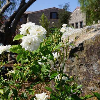 White roses bloom in a garden with a stone wall and building in the background.