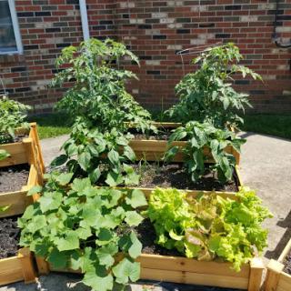 A thriving vegetable garden with raised beds, featuring healthy tomato plants, squash, and lettuce basking in the sun.