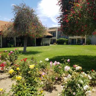 A beautiful garden with colorful flowers and lush greenery under a clear blue sky.