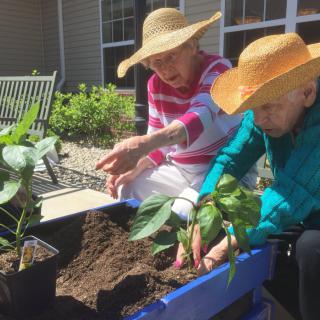 Two elderly individuals enjoying gardening outdoors, planting in a raised bed under the sunlight.
