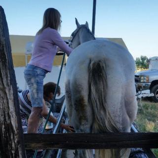 A child is grooming a horse outdoors on a sunny day.