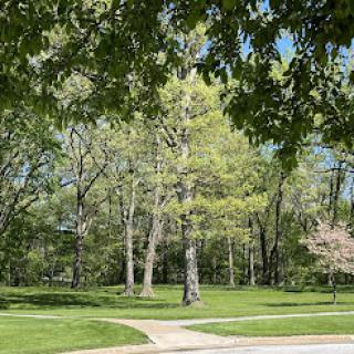 A tranquil park scene showcasing vibrant green trees and a winding pathway.