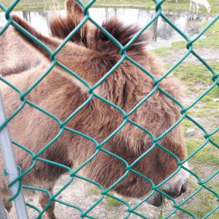 A close-up of a donkey's head behind a green fence.