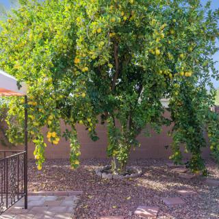A lush green tree in a backyard with a small fence and clear blue sky.