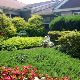 A lush residential garden with a variety of plants and flowers.