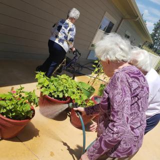 Elderly individuals engage in a gardening activity, watering potted plants outdoors.