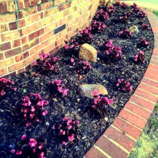 A beautifully arranged flower bed featuring vibrant purple flowers alongside a brick border.