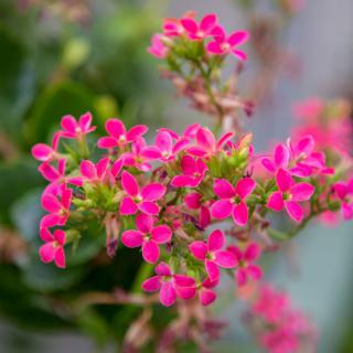 Vibrant pink flowers blooming in a garden setting.