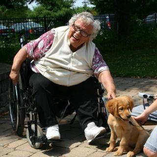 An elderly person in a wheelchair happily interacting with a puppy outdoors.