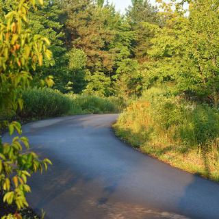 A winding road surrounded by lush green forest in the sunlight.