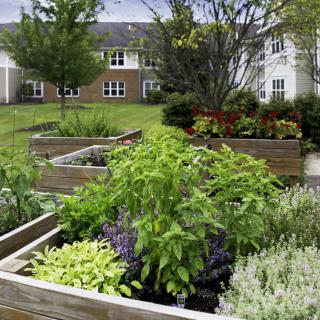 A lush garden with raised beds filled with various plants and greenery in an outdoor landscape.