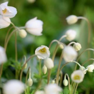 A cluster of delicate white anemone flowers in a lush garden setting.