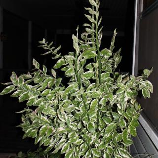 A lush indoor plant with variegated green and white leaves.