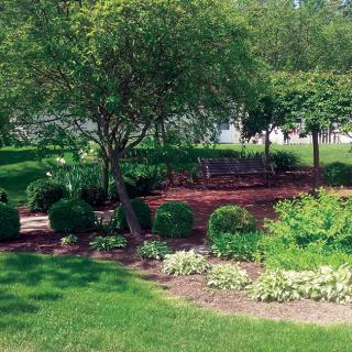 A tranquil garden setting with a bench surrounded by lush greenery and trees.
