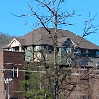 A view of a residential building against a clear blue sky, partially obscured by a tree.