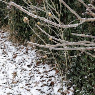 A quiet winter scene featuring bare branches and a dusting of snow on the ground.