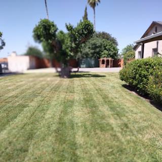 A well-maintained lawn with a large tree and neighboring houses under a clear blue sky.
