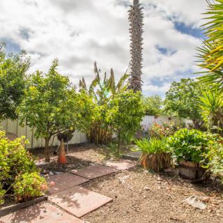 A sunny garden with various trees and potted plants surrounding a stone pathway.