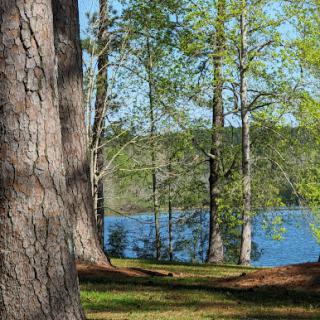 A serene view of a lake surrounded by lush green trees on a sunny day.
