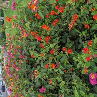 A vibrant garden filled with colorful zinnias in full bloom.