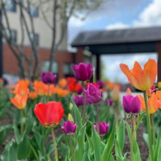 A vibrant garden of tulips in full bloom under a clear sky.