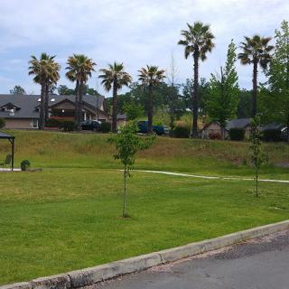A residential neighborhood with a grassy park featuring palm trees.