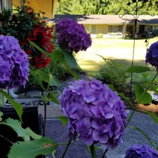 A beautiful display of purple hydrangeas adding color to the garden.