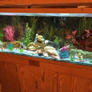 A beautifully arranged aquarium featuring various colorful decorations and aquatic plants.