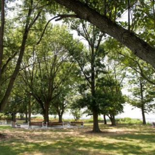 A peaceful park setting with lush green trees and a sunlit landscape.