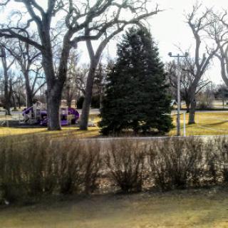 A serene park scene featuring tall trees and a lush grassy area.