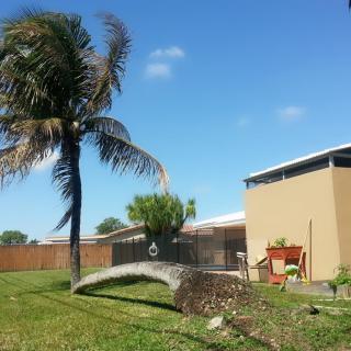 A fallen palm tree in a backyard with a house and clear sky.
