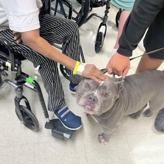 A friendly gray dog interacting with individuals in wheelchairs, promoting comfort and companionship.