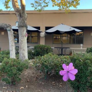 A patio area with umbrellas, trees, and a purple flower decoration in the foreground.
