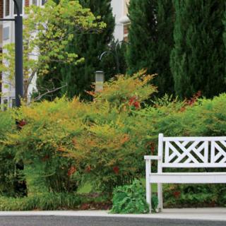 A white bench in a garden surrounded by lush greenery and bushes.