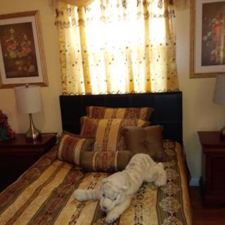 A cozy bedroom with a dog resting on the bed and decorative pillows.