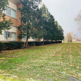 A row of trees lines the side of a building under an overcast sky.