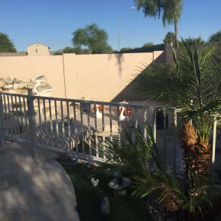 A sunny backyard with a swimming pool and palm trees.