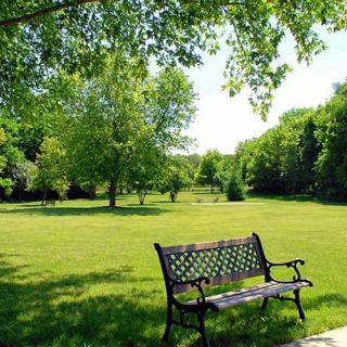 A peaceful park scene with a wooden bench under lush green trees.