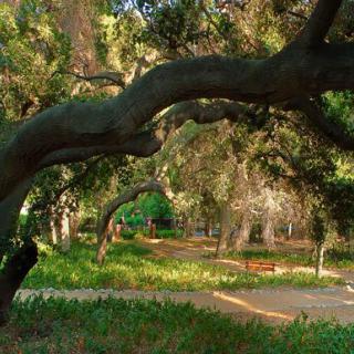 A serene forest path surrounded by lush green trees.
