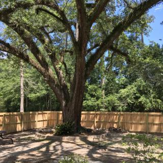 A large tree in a fenced patio area with outdoor seating.