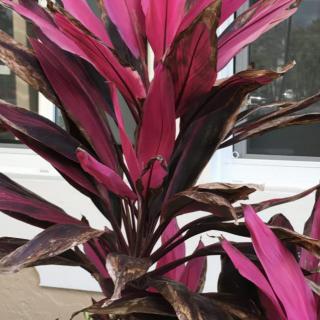 A vibrant Cordyline plant with striking pink and brown leaves.