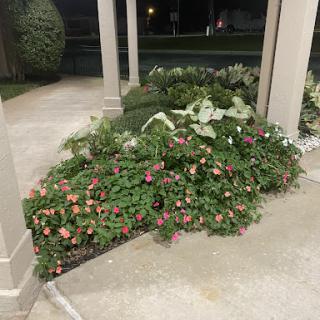 A flowering garden area illuminated at night, showcasing vibrant plants along a walkway.