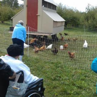 People observing chickens near a coop and fence outdoors.
