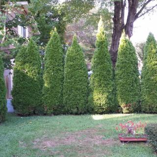 A neatly arranged row of trees in a backyard garden.