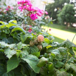 A vibrant garden scene with raspberries and pink flowers in bloom.