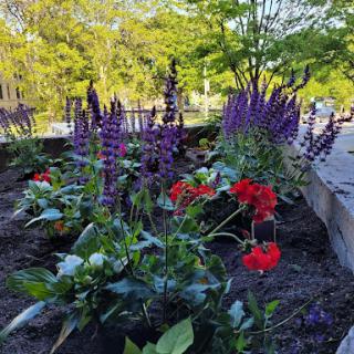 A vibrant garden filled with blooming flowers in shades of red and purple, surrounded by lush greenery.